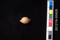 藏品(繡珠寶螺)的圖片