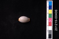 藏品(鯊皮寶螺)的圖片