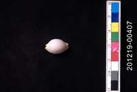 藏品(鯊皮寶螺)的圖片