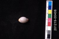 藏品(鯊皮寶螺)的圖片