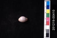 藏品(鯊皮寶螺)的圖片