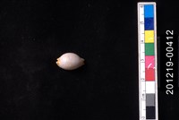 藏品(鯊皮寶螺)的圖片