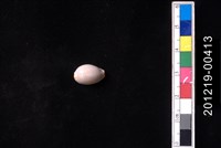 藏品(鯊皮寶螺)的圖片