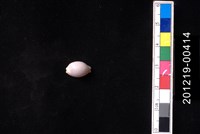 藏品(鯊皮寶螺)的圖片