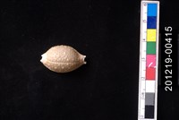 藏品(疙瘩寶螺)的圖片