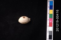 藏品(疙瘩寶螺)的圖片