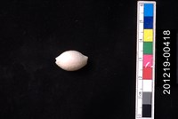 藏品(疙瘩寶螺)的圖片