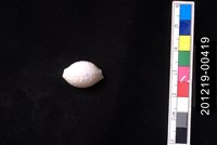 藏品(疙瘩寶螺)的圖片