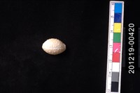 藏品(疙瘩寶螺)的圖片