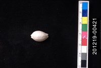 藏品(疙瘩寶螺)的圖片