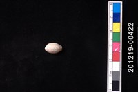 藏品(疙瘩寶螺)的圖片