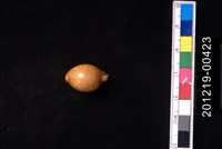 藏品(金珠寶螺)的圖片