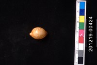 藏品(金珠寶螺)的圖片