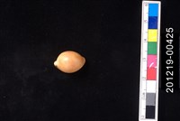 藏品(金珠寶螺)的圖片