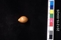 藏品(金珠寶螺)的圖片