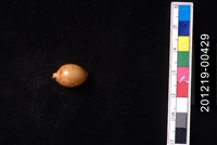 藏品(金珠寶螺)的圖片