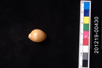 藏品(花珠寶螺)的圖片