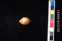 藏品(花珠寶螺)的圖片