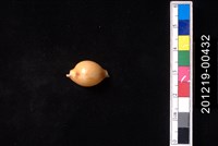 藏品(花珠寶螺)的圖片