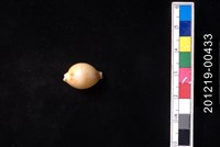 藏品(花珠寶螺)的圖片