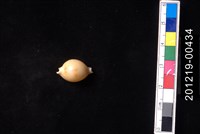 藏品(花珠寶螺)的圖片