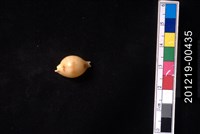 藏品(花珠寶螺)的圖片