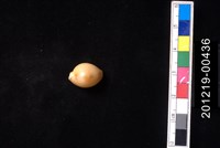 藏品(花珠寶螺)的圖片