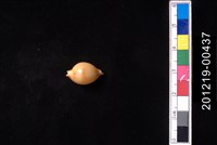 藏品(花珠寶螺)的圖片