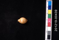 藏品(花珠寶螺)的圖片