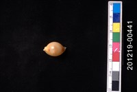 藏品(花珠寶螺)的圖片