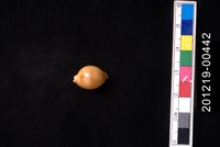 藏品(花珠寶螺)的圖片