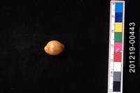 藏品(花珠寶螺)的圖片