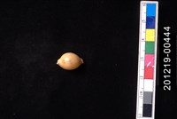 藏品(花珠寶螺)的圖片