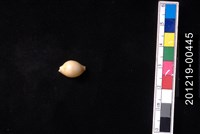 藏品(花珠寶螺)的圖片