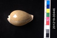 藏品(初雪寶螺)的圖片