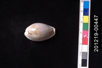 藏品(玻芬寶螺)的圖片