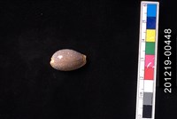 藏品(雞皮寶螺)的圖片