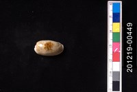 藏品(清齒寶螺)的圖片