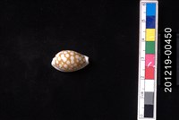 藏品(花鹿寶螺)的圖片