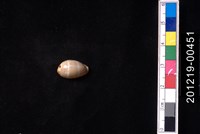 藏品(雙線寶螺)的圖片