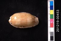 藏品(龍清齒寶螺)的圖片