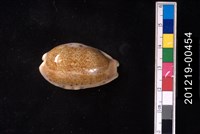 藏品(龍清齒寶螺)的圖片