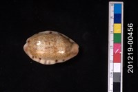 藏品(龍清齒寶螺)的圖片