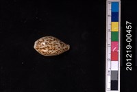 藏品(所羅門寶螺)的圖片