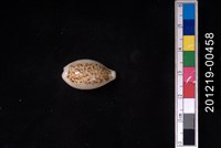 藏品(所羅門寶螺)的圖片