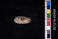 藏品(寬口寶螺)的圖片