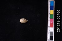 藏品(芝麻寶螺)的圖片