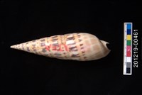 藏品(大筍螺)的圖片