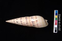 藏品(大筍螺)的圖片