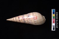 藏品(大筍螺)的圖片